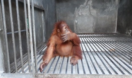 Orangutan Sumatera bernama Otan (2 tahun) akan ditranslokasi ke tempat rehabilitasi di Batu MbelinMedan, Sumatera Utara dari Pusat Penyelamatan Satwa (PPS) Tegal Alur Jakarta.