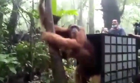 Orangutan Tapanuli kembali dilepasliarkan oleh Balai Besar Konservasi Sumber Daya Alam (BBKSDA) Sumatra Utara