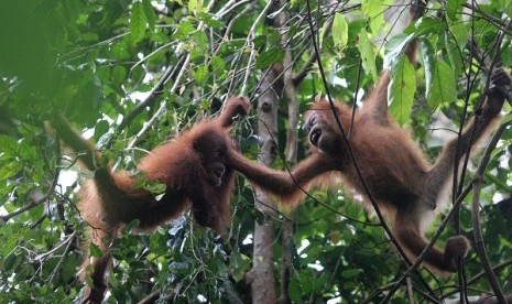 Orangutans (illustration)  