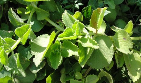 Oregano. Kandungan carvacrol pada daun oregano tampak bisa mengurangi lemak visceral.