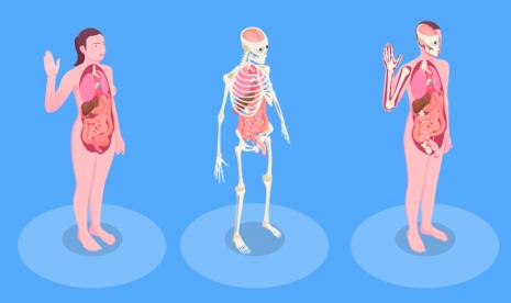 organ terbesar di tubuh manusia yaitu kulit. (llustrasi)