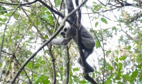 Owa jawa di kawasan Gunung Puntang, Jawa Barat