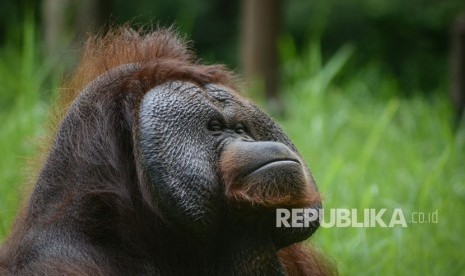 Ozon (22) orang utan Kalimantan (Pongo Pygmaeus) yang saat ini viral akibat pengunjung memberikan rokok, beraktivitas di Kebun Binatang, Bandung, Jawa Barat, Kamis (8/3). 