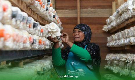 Pada 2019 lalu Dompet Dhuafa Riau telah menyalurkan zakat yang berhasil dihimpun kepada masyarakat  yang tergabung dalam kelompok usaha rumah tangga Roemah Jamur Tiram Alam Panjang sebagai modal usaha. Bantuan yang diberikan setara dengan kapasitas 12.000 media tanam untuk bibit jamur tiram (baglog) yang dilengkapi dengan tempat serta biaya pembudidayaan yang bertempat Desa Alam Panjang, Kecamatan Rumbio, Kabupaten Kampar Riau Rabu, (2/9).