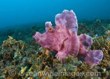 Paddle Scorpion Fish's poison can even kill human. 