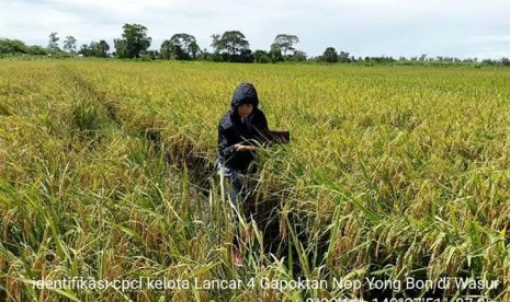 Padi Rawa di Merauke.