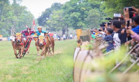 Pemkab Bangkalan Bentuk Tim Gabungan Karapan Sapi Piala Presiden (ilustrasi).