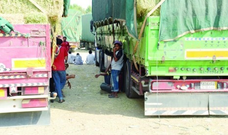 Pakan ternak di pasar Jeddah.