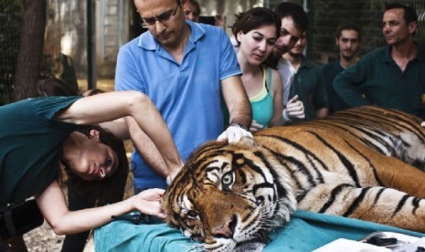 Pakar pengobatan alternatif, Mor Mosinzon (kiri) memeriksa Pedang, harimau Sumatra yang menderita infeksi telinga, di Taman Safari Ramat Gan dekat Tel Aviv, Israel 