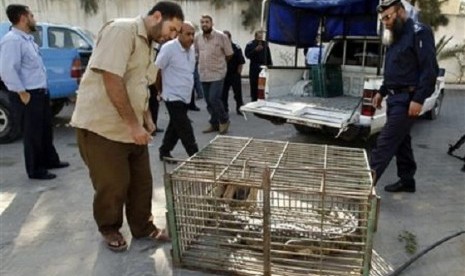 Palestinians look at a crocodile in a cage at a Hamas police station in the northern Gaza Strip November 6, 2012.   