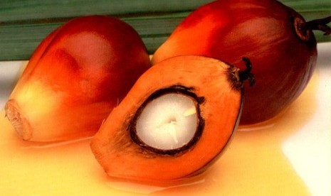 Palm oil fruit (illustration)  