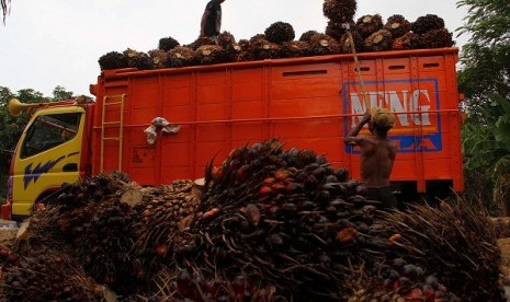 Palm oil fruits are harvested in Sukabumi, West Java. ILO sees Indonesia's stable economic growth possibly damage the environment because of poor knowledge towards nature conservation. (illustration)  