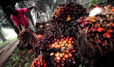 Palm oil harvest in a plantation in Bogor, West Java (illustration)