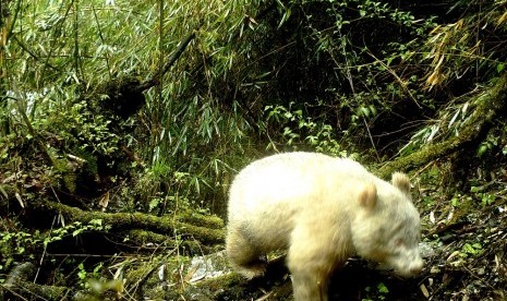 Panda albino.