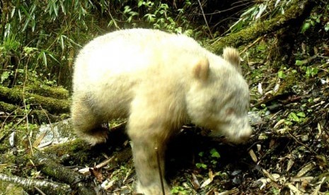 Panda albino tertangkap kamera pertama kali di dunia di Cagar alam nasional Wolong di Provinsi Sichuan, Cina. 