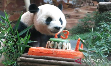 Panda Cai Tao mendapat hadiah es balok berbentuk kue pada acara ulang tahun ke-13 tahun di Istana Panda Taman Safari Indonesia, Cisarua, Kabupaten Bogor, Provinsi Jawa Barat, Sabtu (5/8/2023).