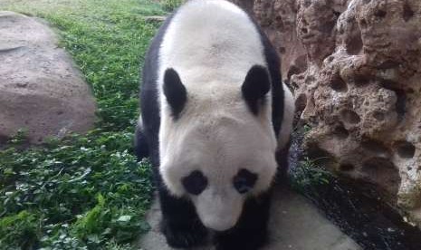 Panda di Taman Safari Indonesia