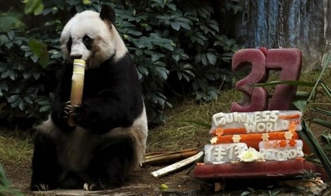 Panda Jia Jia rayakan ulang tahun ke-37