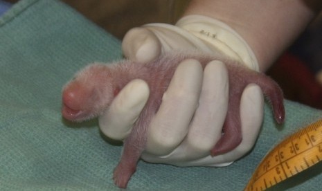 Panda Mei Xiang melahirkan anak kembar di kebun binatang di Washington DC AS, bayi tersebut merupakan hasil inseminasi.