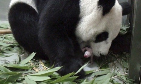 Panda raksasa dari Cina di Kebun Binatang Chiang Mai,Thailaind. Ilustrasi