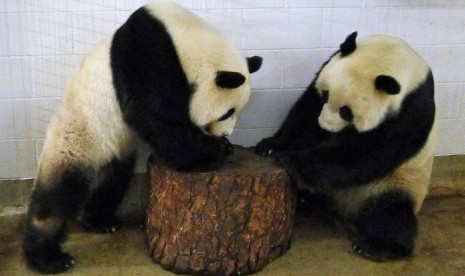 Panda Wang Wang dan Fu Ni di Kebun Binatang Adelaide, Australia sekali lagi menarik perhatian politik.  