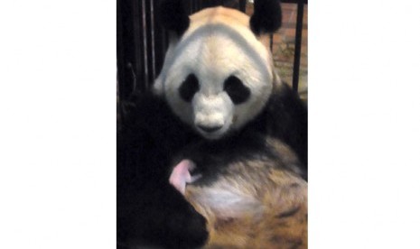 Panda yang melahirkan bersama bayinya di Ueno Zoological Park Society, Tokyo, Jepang.