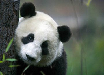 panda