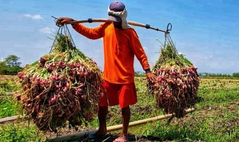 Panen bawang merah di sejumlah sentra bawang merah