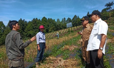 Panen bawang putih di Cianjur