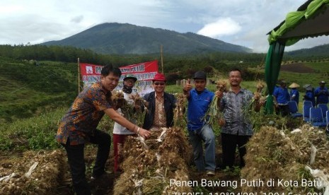 Panen bawang putih di Kota Batu, Jawa Timur.