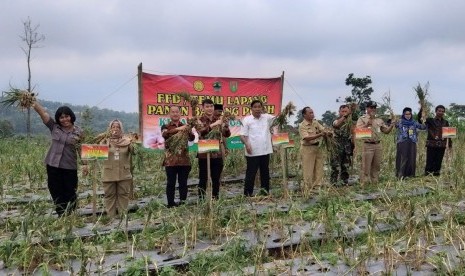 Panen bawang putih di Magelang