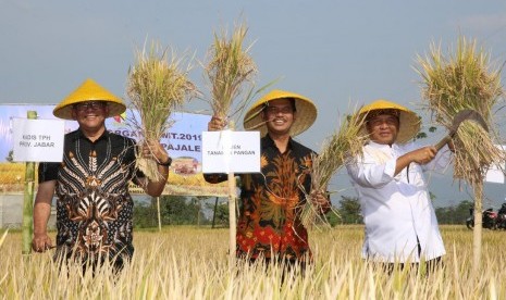 Dinas Tanaman Pangan Jabar genjot komoditas organik. Foto panen beras organik di Kabupaten Bandung, (ilustrasi).