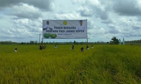 Panen bersama demfarm padi Jarwo Super di Merauke, Papua.