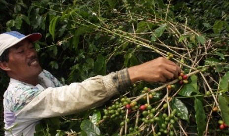 Panen biji kopi gayo.