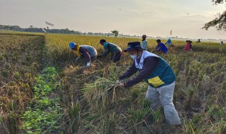 Panen dilakukan oleh Abdul Kohir, salah seorang anggota Kelompok Tani Petani Berdaya Desa Babarujang, Kecamatan Jatitujuh, Kabupaten Majalengka.