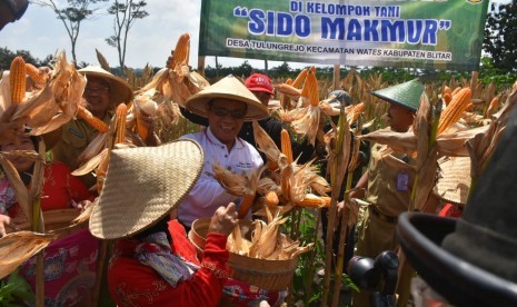 Panen jagung di Blitar, Jawa Timur, Selasa (5/3).