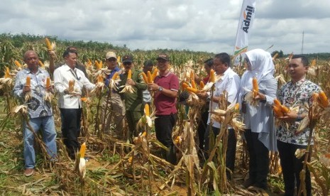 Panen jagung di di Desa Tajau Pecah,Kabupaten Tanah Laut Provinsi Kalimantan Selatan (Kalsel)