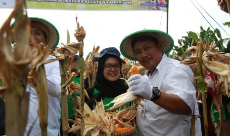 Panen jagung di Ogan Komering Ulu Selatan, Sumatra Selatan.