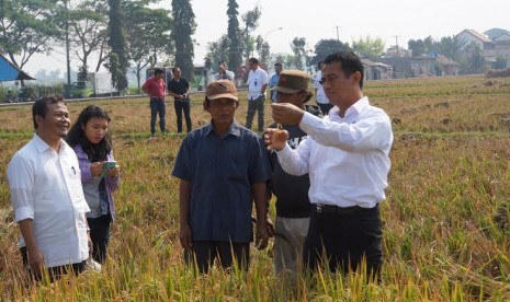 Panen padi di Blitar.