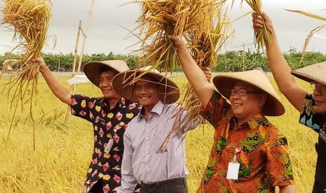 Panen padi di Demak, Jawa Tengah.