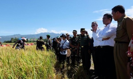 Panen padi di kabupaten Bantaeng.