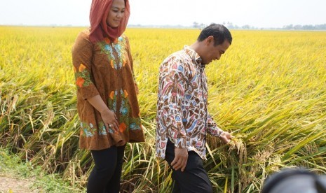 panen padi di kabupaten Karawang.