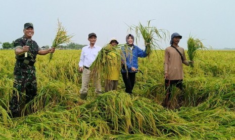 Panen padi di Karawang, Jawa Barat, Ahad (17/12).