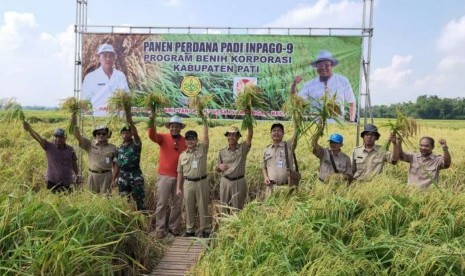 Panen padi di Pati Jawa Tengah.