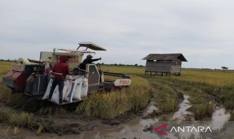 Panen padi di salah satu lahan persawahan di Kabupaten Penajam Paser Utara, Provinsi Kalimantan Timur.