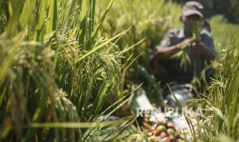 Dinas Pertanian Bangka targetkan produksi padi 9.000 ton. Foto panen padi (ilustrasi)