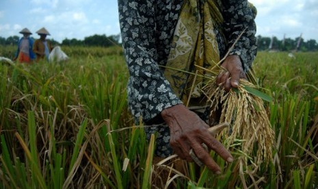 Panen padi. Negeri ini bergelar Gemah Ripah Loh Jinawi