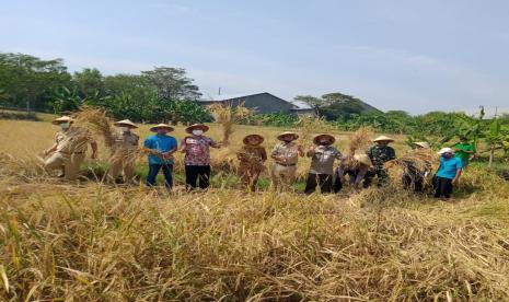 Panen perdana padi organik di Dusun Sawahan, Desa Jaten, Kecamatan Jaten, Kabupaten Karanganyar, Jawa Tengah, Senin (3/8). Panen perdana padi organik tersebut menghasilkan 6,4 ton gabah kering panen atau sekitar 3 ton beras per hektare.