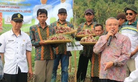 Panen raya bawang merah organik di Dusun Nawungan, Selopamioro, Imogiri, Bantul, Yogyakarta.