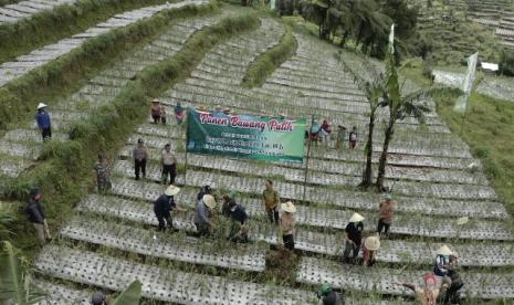 Panen raya bawang putih di Pekalongan, Sabtu (21/3).